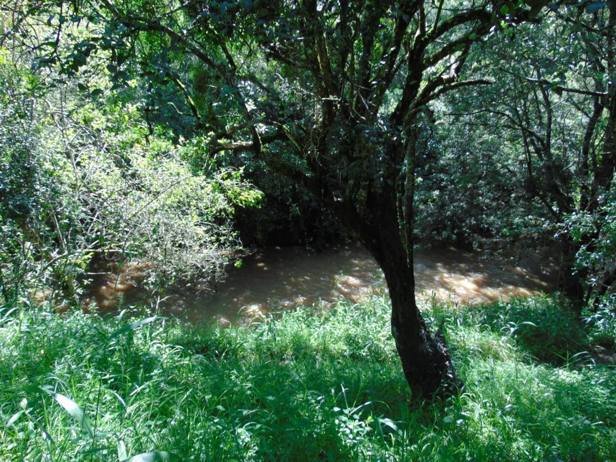 Naro Moru River Lodge Kültér fotó